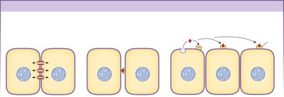 Diagram of gap junctions, contact-dependent signaling, autocrine and paracrine signaling