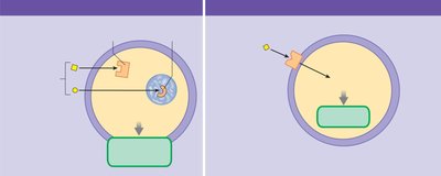 Intracellular and cell membrane receptors