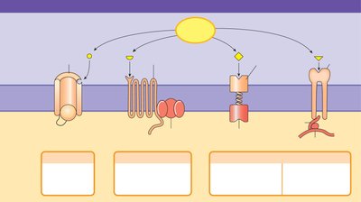 Four categories of membrane receptors