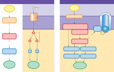 Diagram of signal transduction pathway