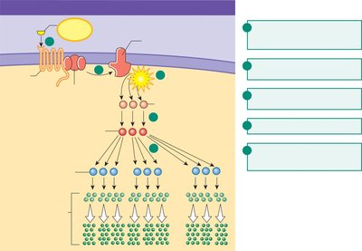 GPCR-adenylyl cyclase signal transduction and amplification