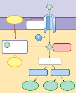 Calcium as an intracellular messenger