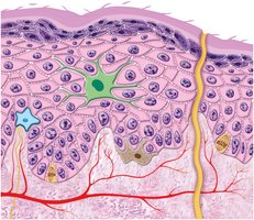 Diagram of epidermal cell types and layers
