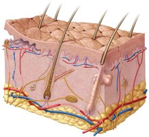 Structure of hypodermis showing adipose tissue and blood vessels