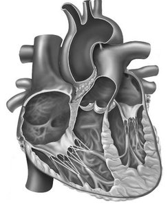 Sectioned anatomical diagram of the human heart