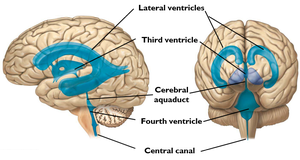 Diagram of CSF circulation in the brain