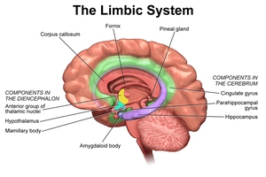 Diagram of the limbic system