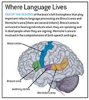 Brain regions for language processing