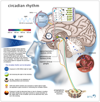 Diagram of circadian rhythm and sleep regulation