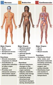 Organ systems: nervous, endocrine, cardiovascular