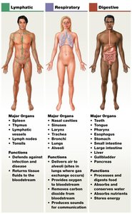 Organ systems: lymphatic, respiratory, digestive
