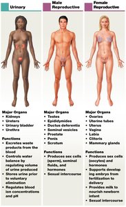 Organ systems: urinary, male and female reproductive