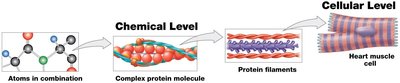 Levels of organization: chemical and cellular