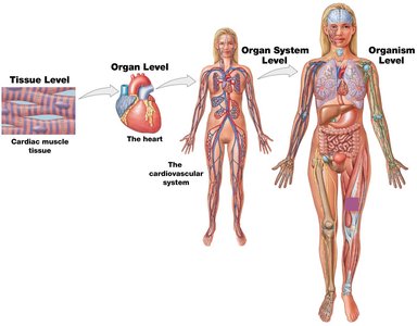 Levels of organization: tissue, organ, organ system, organism