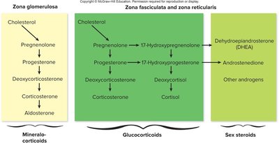 Steroid hormone synthesis pathways in adrenal cortex