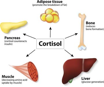 Cortisol effects on tissues