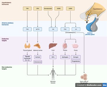 Hypothalamic-pituitary-endocrine axis