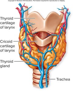 Thyroid gland anatomy