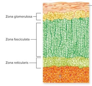 Histological structure of adrenal cortex zones