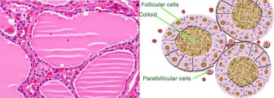 Thyroid follicle histology