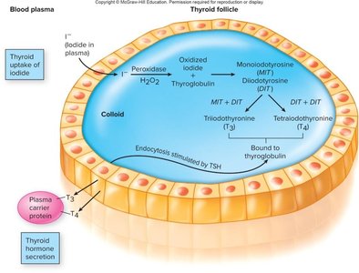 Thyroid hormone synthesis in follicle