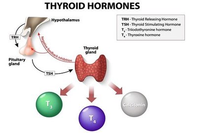 Thyroid hormone effects