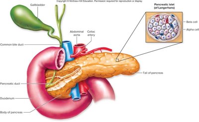 Pancreas anatomy and islets of Langerhans
