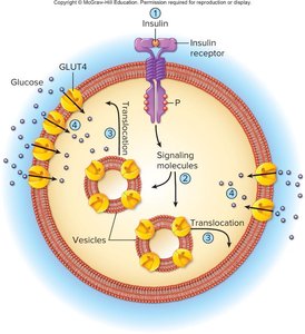 Insulin action and GLUT4 translocation