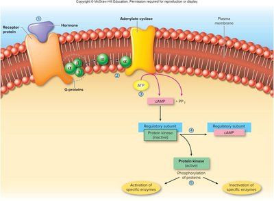 Glucagon action in glucose homeostasis