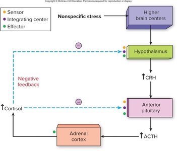 Hypothalamic-pituitary-adrenal axis