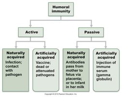 Types of humoral immunity: active and passive, natural and artificial