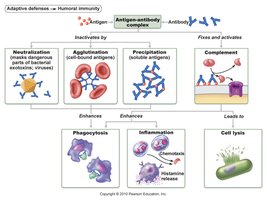 Serum antibody titer in primary and secondary responses