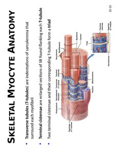 Skeletal myocyte anatomy