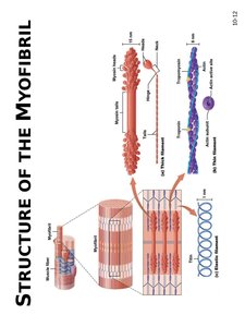 Myofibril protein structure