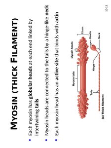 Myosin thick filament