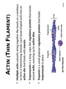Actin thin filament