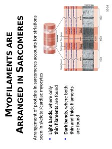 Sarcomere band arrangement