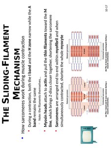 Sliding-filament mechanism