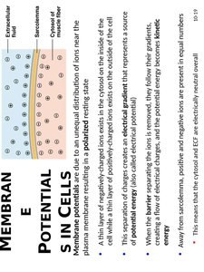 Measuring membrane potentials