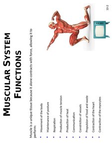 Muscular system functions