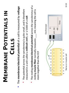 Na+ and K+ concentration gradients