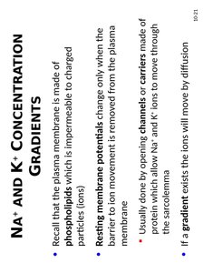 Na+ and K+ gradients in muscle cells