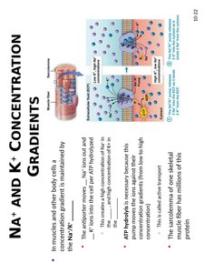 Action potential graph