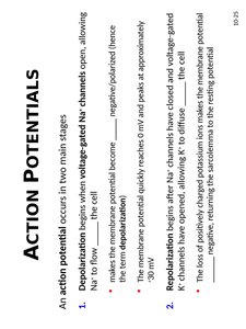 Action potential stages diagram