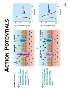 Action potential propagation