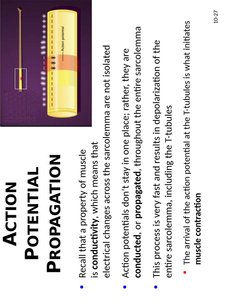 Neuromuscular junction
