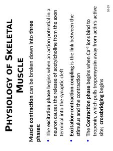 Excitation phase of muscle contraction