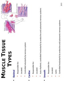 Types of muscle tissue