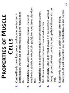 Properties of muscle cells
