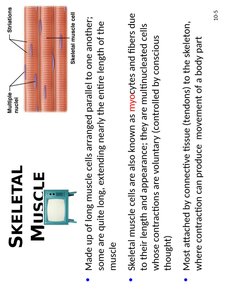 Skeletal muscle structure